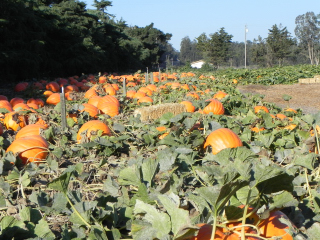 Nipomo Pumpkin Patch Field Picture